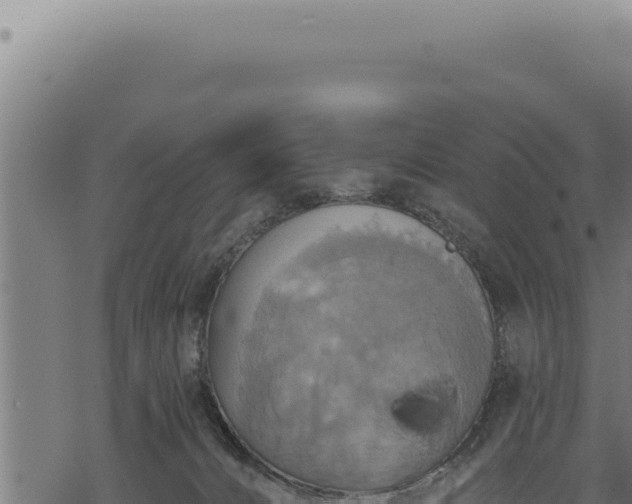 X0000068840032200605121418