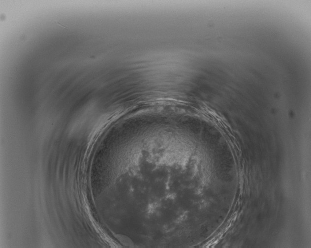 X0000068840049200605121417