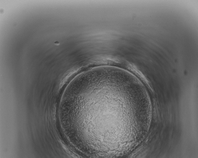 X0000068840058200605121417