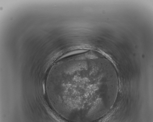 X0000068840061200605121417