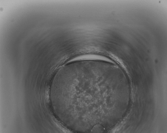 X0000068840065200605121417