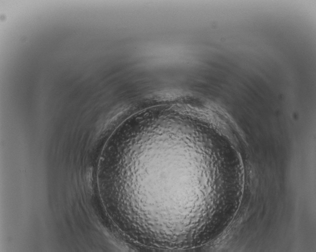 X0000068840066200605121417