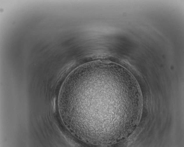 X0000068840070200605121417