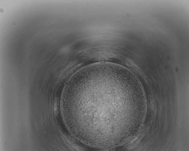 X0000068840074200605121417