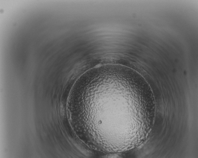 X0000068840086200605121417