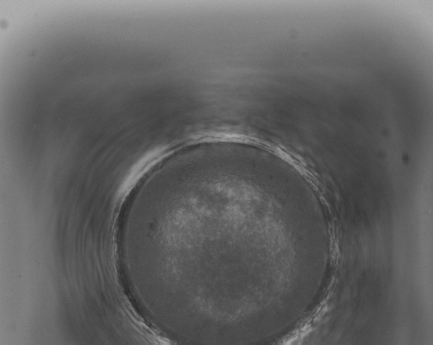 X0000068840199200605121415