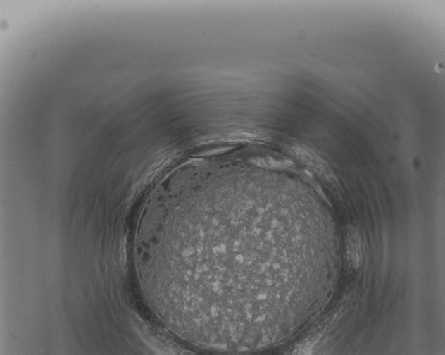 X0000068840206200605121415