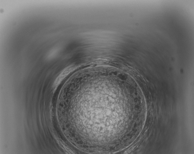 X0000068840242200605121414