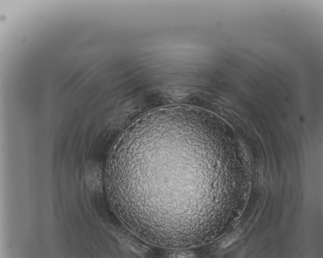 X0000068840274200605121414