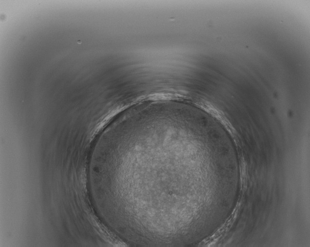 X0000068840297200605121413