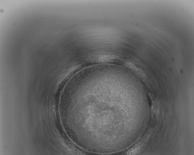 X0000068840306200605121413