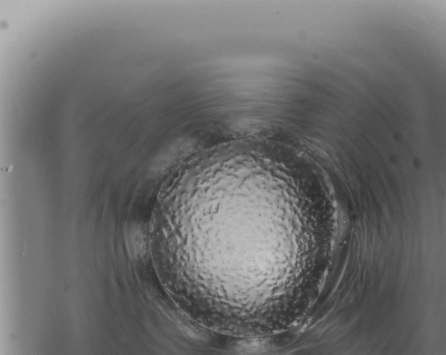 X0000068840335200605121413