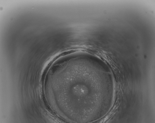 X0000068840342200605121412