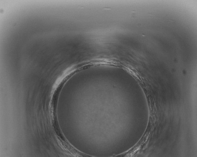 X0000068840343200605121412