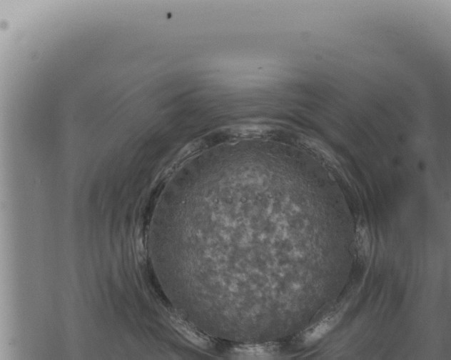 X0000068840381200605121413