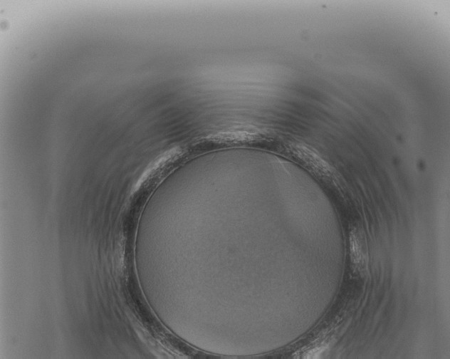 X0000068840396200605121412