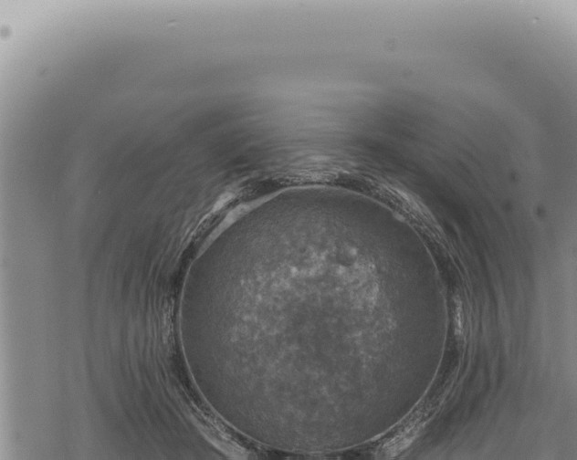 X0000068840409200605121412