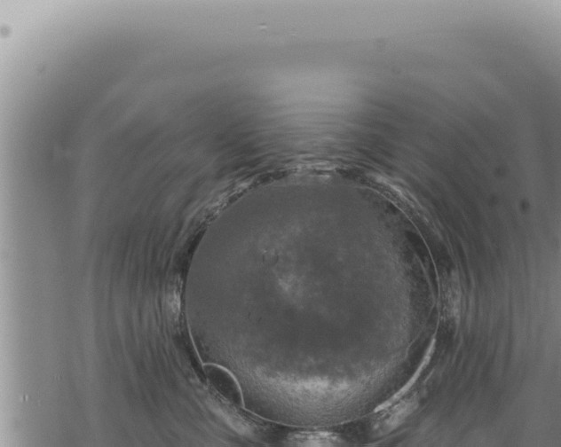 X0000068840427200605121411