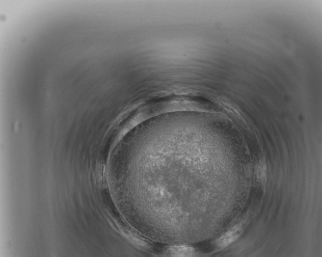 X0000068840429200605121411