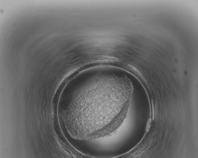 X0000068840435200605121410