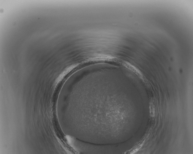 X0000068840436200605121410