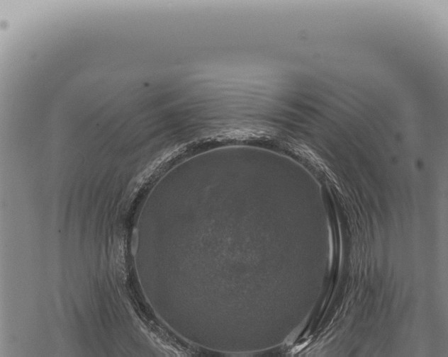 X0000068840444200605121411