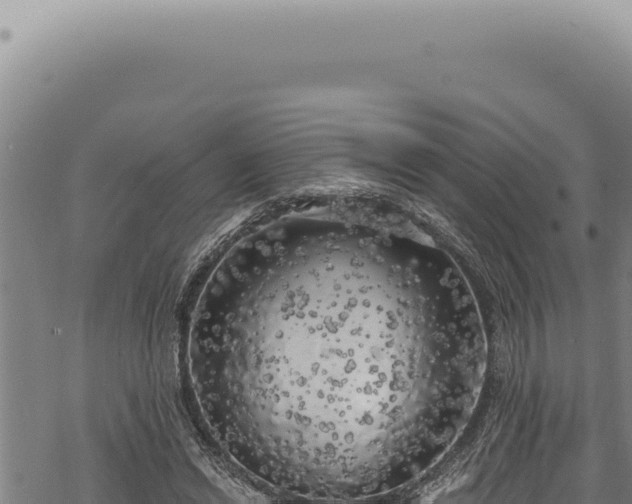 X0000068840446200605121411