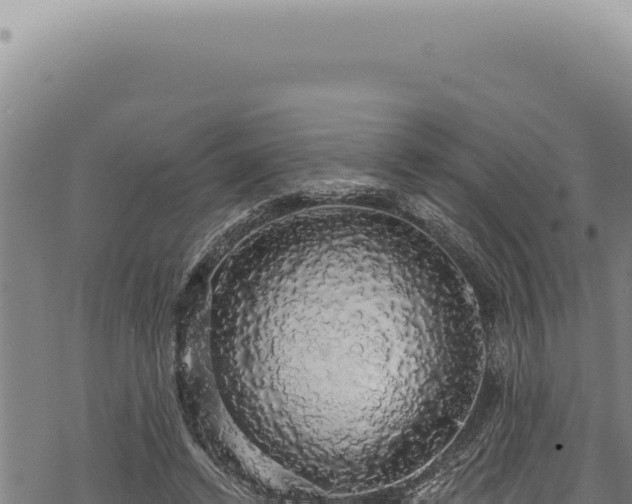 X0000068840448200605121411