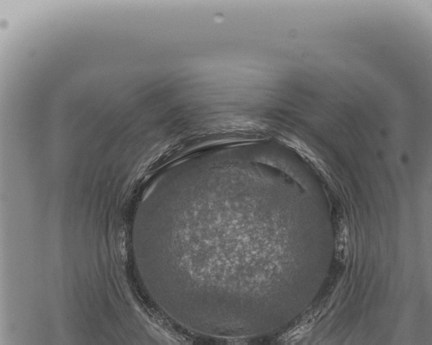 X0000068840452200605121411