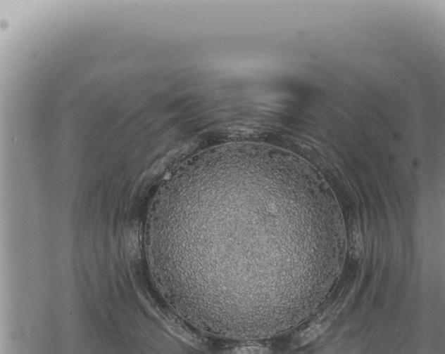 X0000068840468200605121411