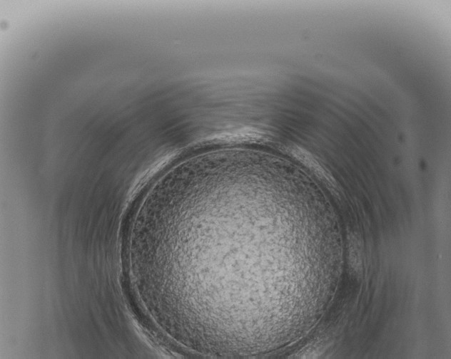 X0000068840486200605121410