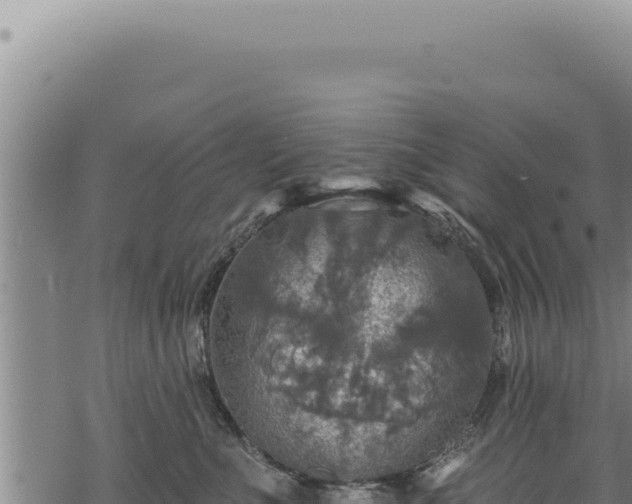 X0000068840523200605121410