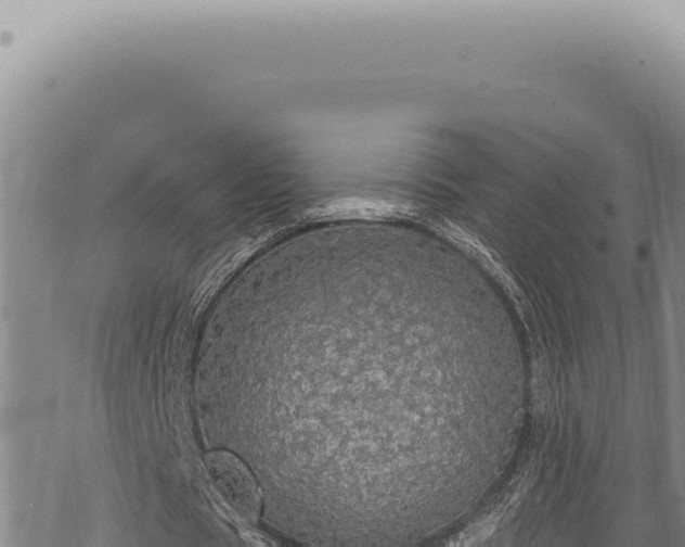 X0000068840529200605121409