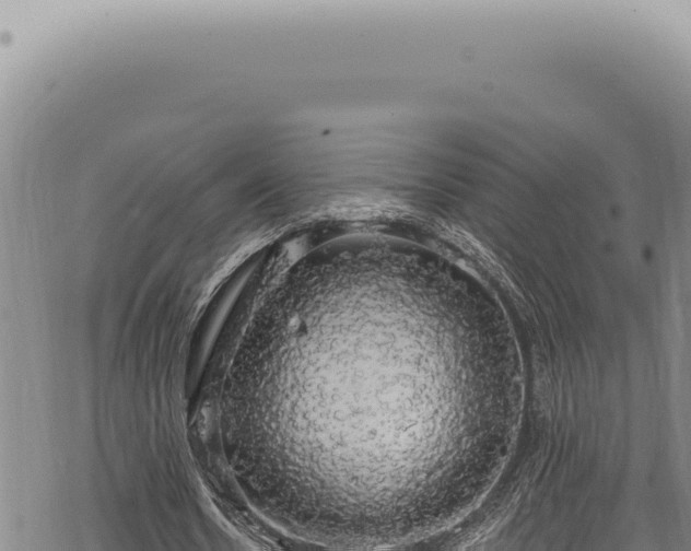 X0000068840530200605121409