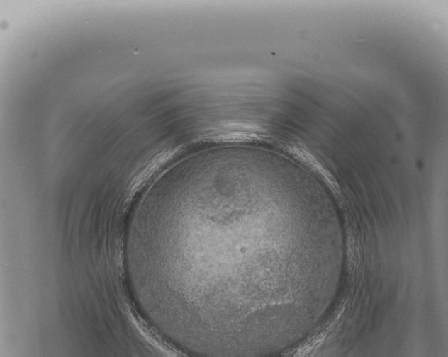 X0000068840533200605121409