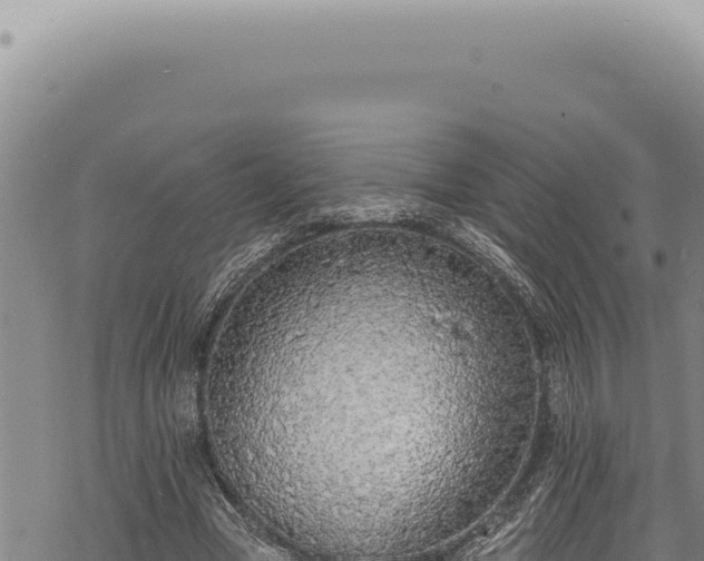 X0000068840537200605121409