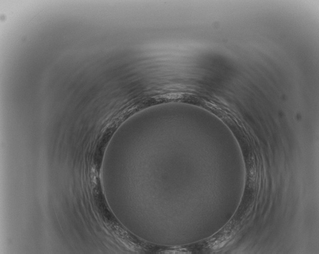 X0000068840555200605121409