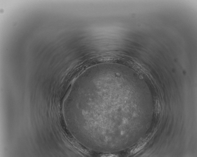 X0000068840557200605121409