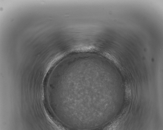 X0000068840582200605121409