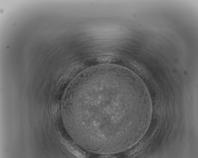 X0000068840601200605121408