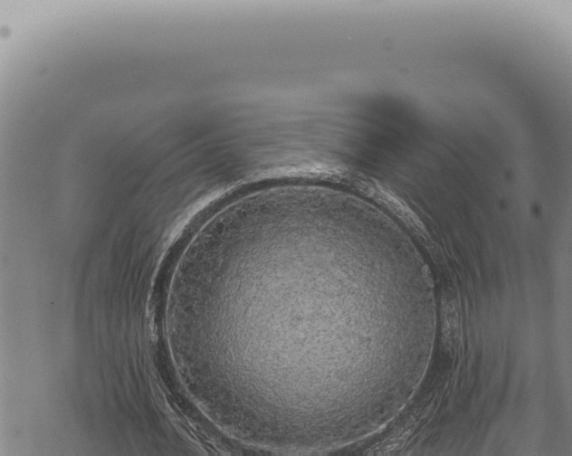 X0000068840628200605121407