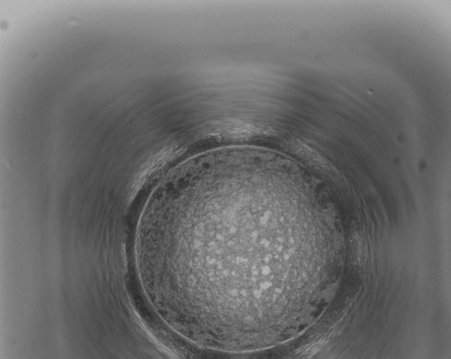 X0000068840638200605121407