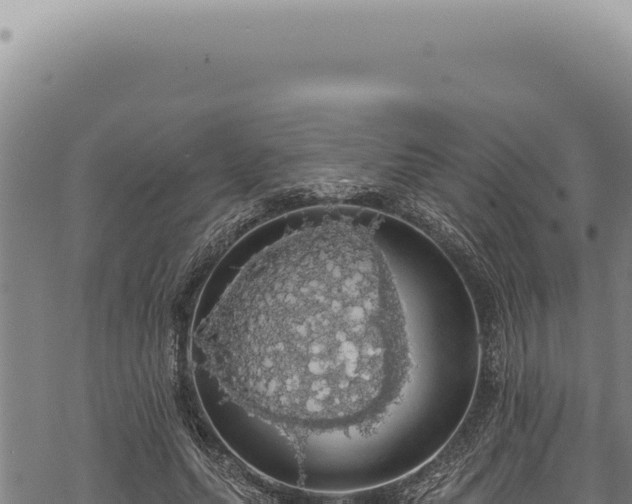 X0000068840639200605121407