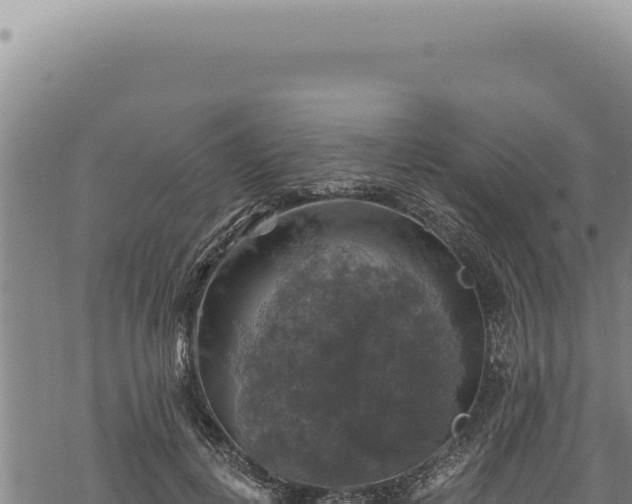 X0000068840648200605121408