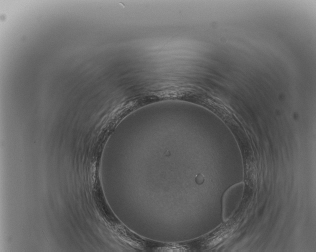 X0000068840652200605121408