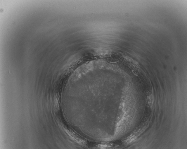 X0000068840662200605121408