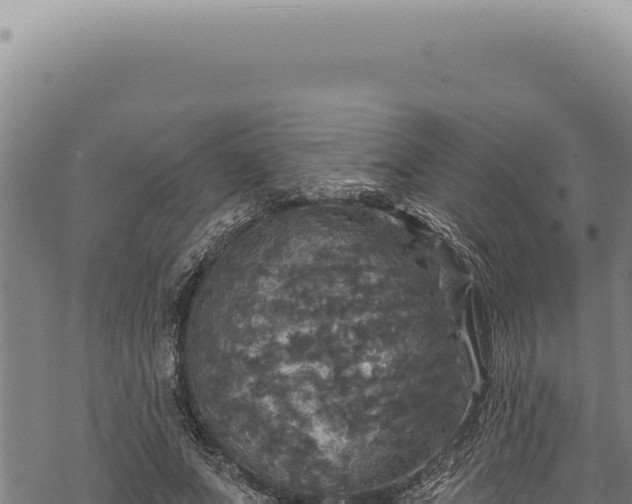 X0000068840687200605121407