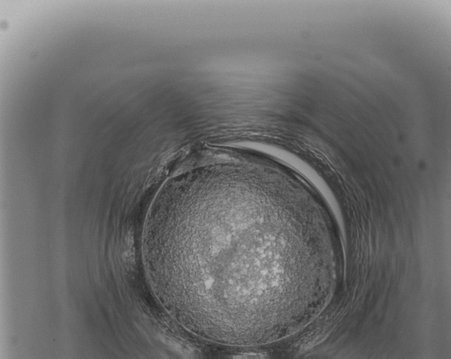 X0000068840700200605121407