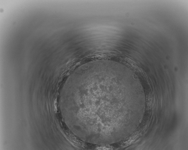 X0000068840703200605121407