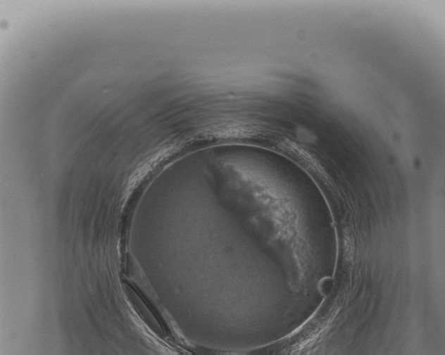 X0000068840725200605121406